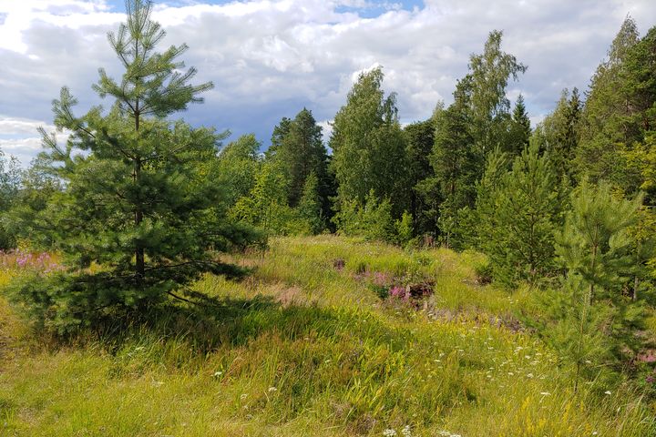 Kivikon linnoituskallioiden luonnonsuojelualueella Kallio- ja ketokasvillisuutta Kivikon linnoituskallioiden luonnonsuojelualueella.
