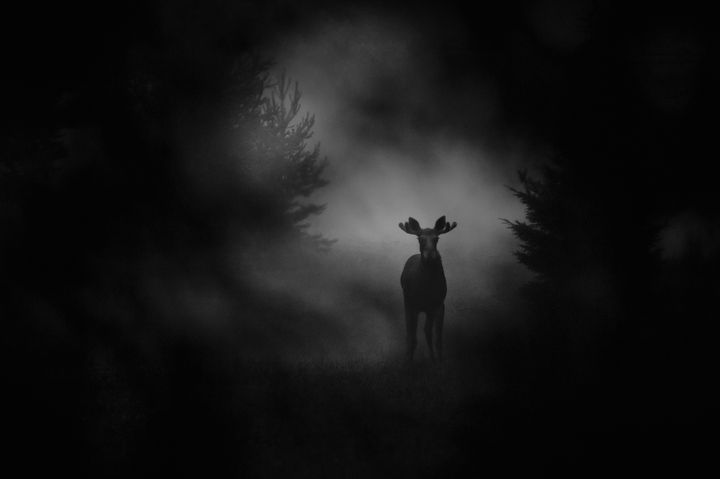Heikki Willamo: Älg 2