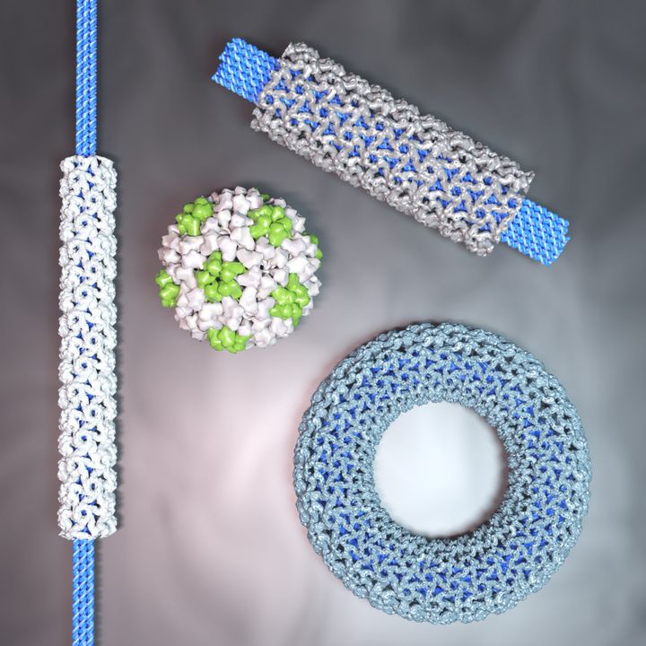 DNA-origaminanorakenteita (sininen) voidaan hyödyntää viruspartikkelien (harmaa) jäsentelyyn haluttuihin muotoihin. Alkuperäinen kapsidiproteiini on kuvattuna vihreä-harmaana. Kuva: Mauri Kostiainen / Aalto-yliopisto