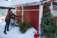 Käytetyn joulukuusen voi joulun jälkeen jättää oman kiinteistön jätekatoksen viereen tai toimittaa Sortti-asemalle veloituksetta. HSY hyödyntää kuuset biojätteen tukiaineena tai lämpöenergian tuottamisessa. Viime joulun jälkeen hyötykäyttöön päätyi peräti noin 64 000 joulukuusta. Kuva: Jenni-Justiina Niemi / HSY