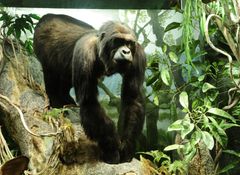 Sumuisten vuorten Pucker Luonnontieteellisessä museossa, gorillan on konservoinut Eirik Granqvist (kuva: Janne Granroth)