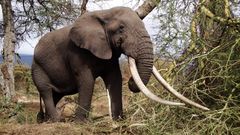 Lota on PAMS:n suojelema 53-vuotias elefanttiuros. Se nimettiin kuuluisan villieläinten puolestapuhujan, Wayne Lotterin mukaan, joka menetti henkensä salamurhaajan toimesta taistellessaan elefanttien puolesta.