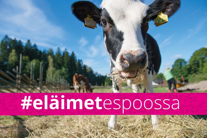 Käyttämällä Instagramissa #eläimetespoossa kuvasi pääsee osaksi näyttelyä.