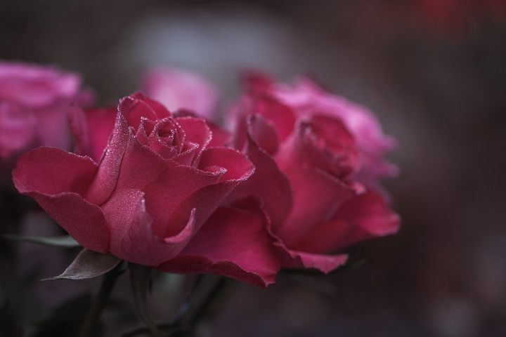 Kuva: Pixabay