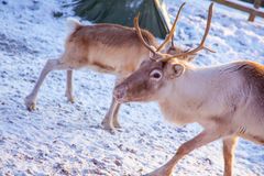 Joulupukki on tuonut Koiramäkeen pyös poroja.