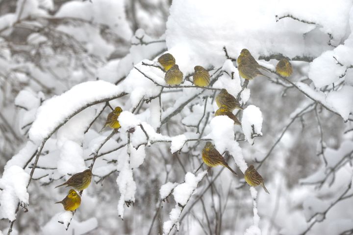 Levinneisyysalueiden muutokset olivat voimakkaimpia lajeilla, jotka suosivat vähäistä lumimäärää tai lumipeitteen puuttumista, kuten kuvassa näkyvällä keltasirkulla. (Kuva: Aleksi Lehikoinen)