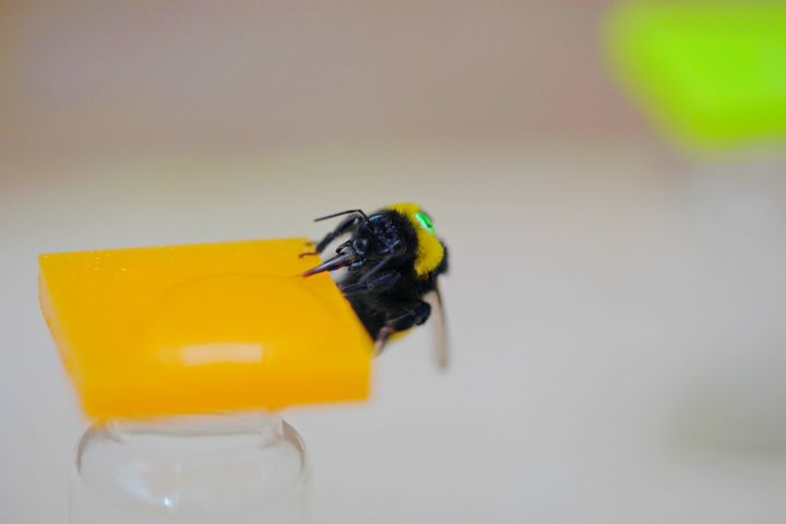 Mehiläinen juomassa sokerivettä tekokukasta. Kuva: Yuyi Lu