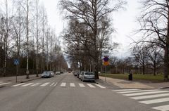 Hietaniemenkadun urakka alkaa huonokuntoisten koivujen kaatamisella. Kuva: Helsingin kaupunki / Daniel Helander