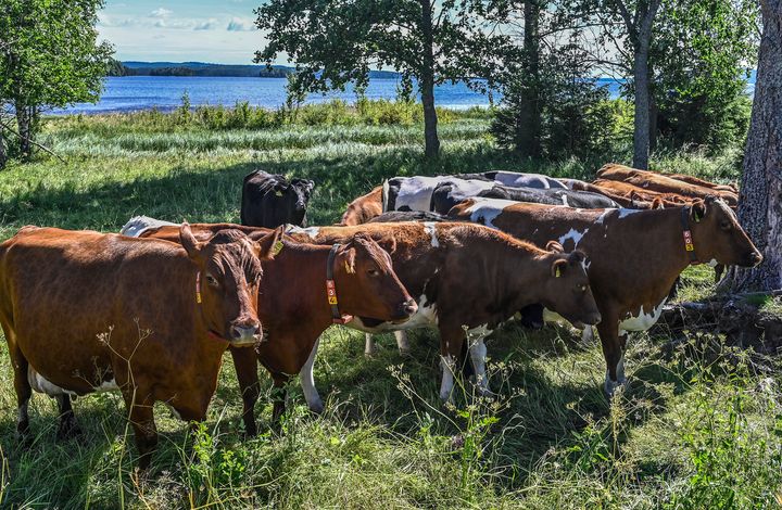 Kainuun maatalous nojaa maidontuotantoon. Kuva: Kainuun ELY-keskuksen kuva-arkisto.