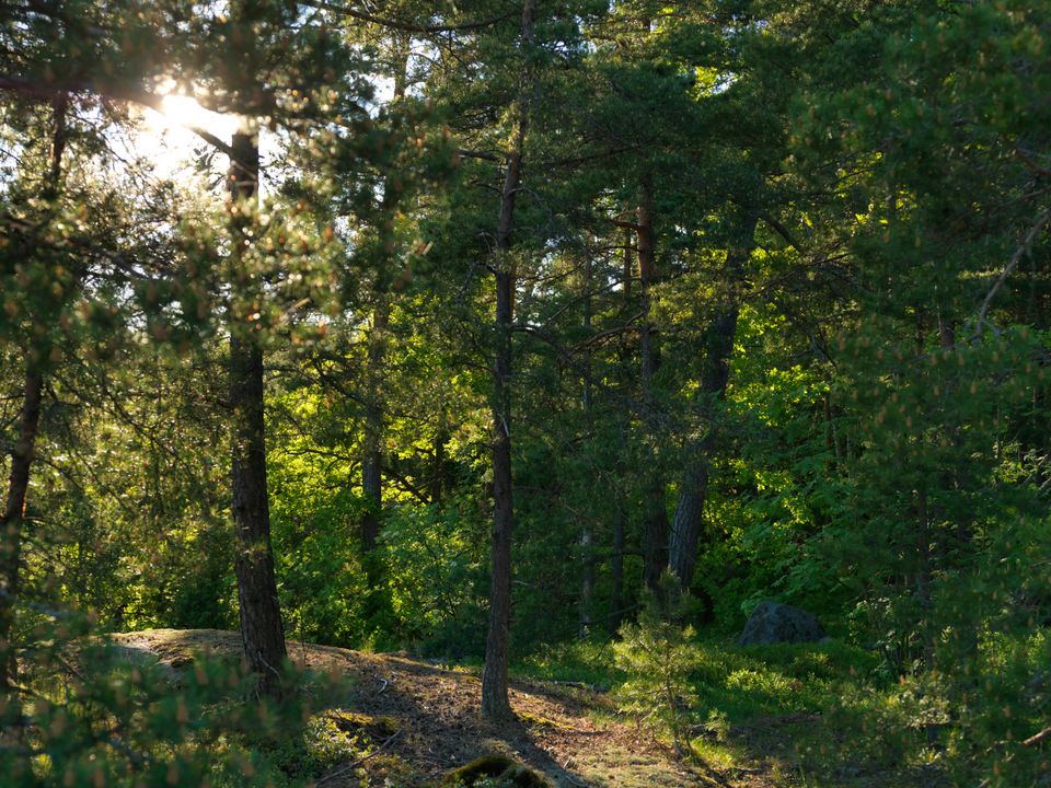 ruissalo nature_0026.jpg