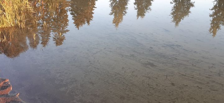 Sinilevä näkyy vedessä vihertävinä tai kellertävinä tikkusina ja hippuina.