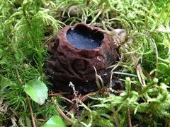Sieniatlaksen myötä on julkaistu myös etsintäkuulutuksia harvinaisista lajeista. Vuonna 2017 hytymaljakkaan (Sarcosoma globosum) etsintäkuulutus tuotti 80 uutta havaintoa, useat ennestään tuntemattomilta kasvupaikoilta. Kuva: Jukka Vauras.