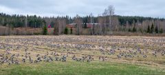 Valkoposkihanhia Kiteen Tolosenmäellä 13.5.2022. Kuva: Jari Kontiokorpi / Pohjois-Karjalan ELY-keskus.