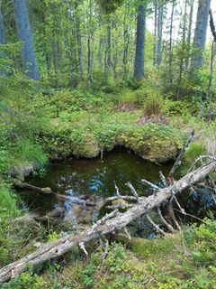 Hiekkapohjainen avolähde, Karttula. Kuva: Iina Eskelinen/ELY