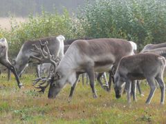 Kuva: Lapin materiaalipankki/Anna-Leena Jänkälä/Paliskuntain yhdistys.