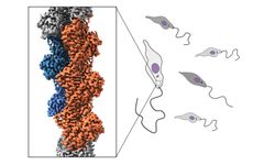 Patogeenisen Leismania major -loisen aktiinifilamentin CryoEM-rakenneKuva: Tommi Kotila ja Reena Kumari