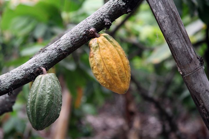 Kaakaohedelmät, Ghana. Kuva: Fairtrade