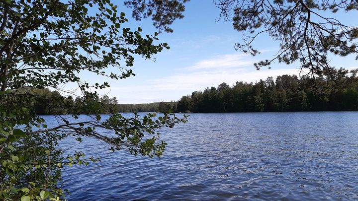 Järvivedet ovat vielä melko viileitä. Kuva on Kangasalan Vesijärvestä. Kuva: Sabina Mäki