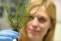 Hyödyllinen peptidi on löydetty variksenmarjan solukon sisällä elävästä bakteerista. Kuva: Juha Sarkkinen / Oulun yliopisto.