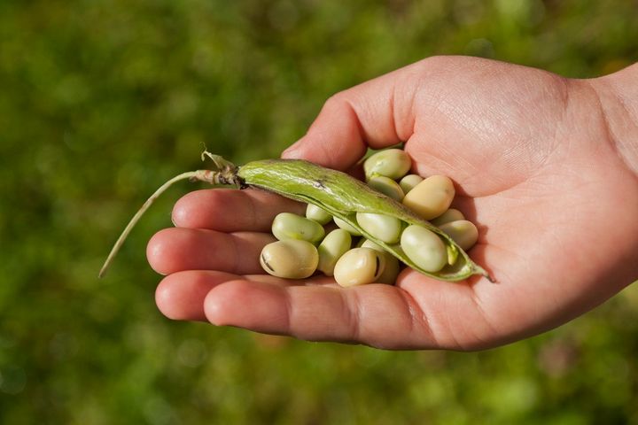 Verso Food keskittyy härkäpapuinnovaatioihin.