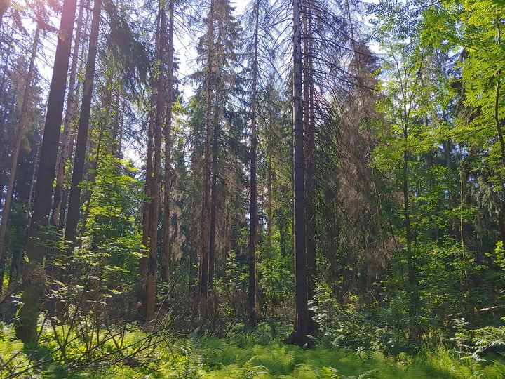 Kirjanpainajan viimevuotisia tuhoja Maunulan Männikkötien läheisyydessä.