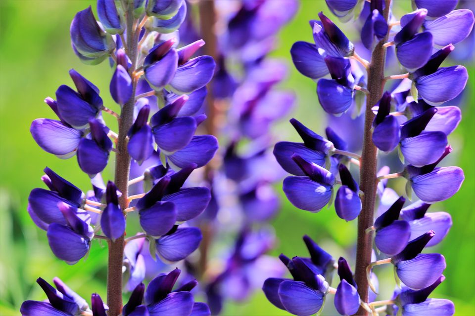 ©-Kari-Schnellmann-WWF-Lupine