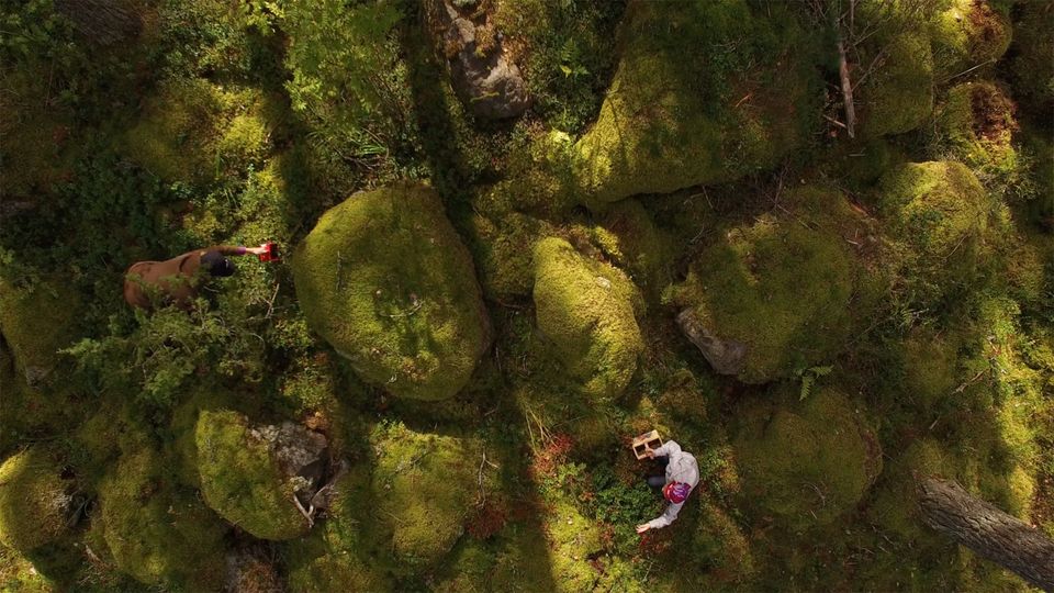 Walk in the forest