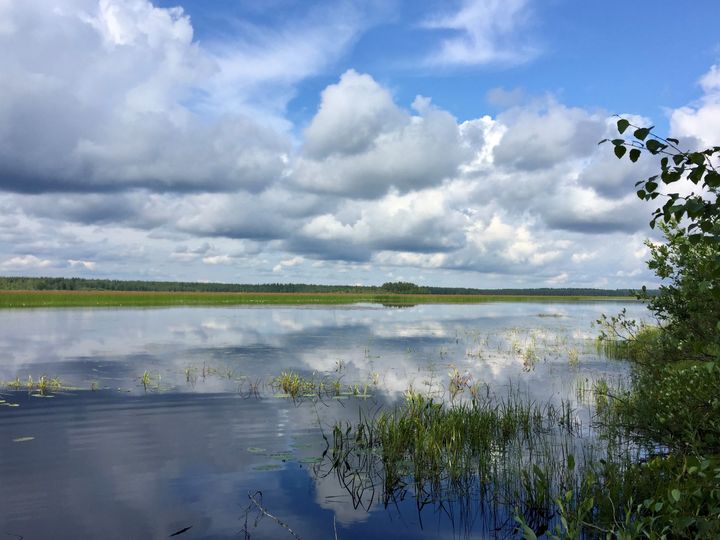 Järvi, jossa rantaheinikkoa ja metsää vastarannalla.