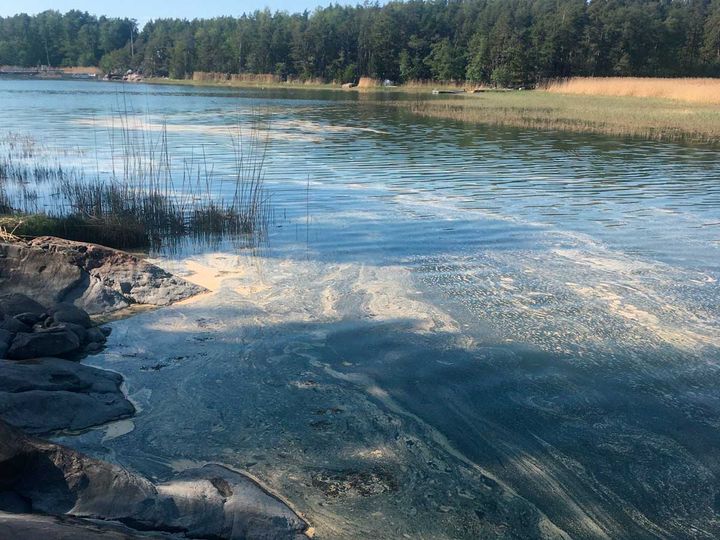 Siitepölyä veden pinnalla. © Suvi Kiviluoto