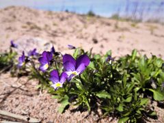 Hanko, Kolaviken, Dyyniketo-orvokki, Bild: Paula Salomäki