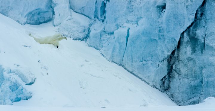Tapahtumassa nähdään mm. jääkarhuperheestä kertova luontoelokuva Kuningatar ilman maata (Queen without Land). Kuva: Asgeir Helgestad.