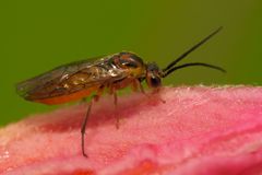 Uuden hyönteisen nimeksi on tulossa atsaleavarviainen tai atsaleapistiäinen. Hyönteinen aikuisena. Kuva Miikka Friman.