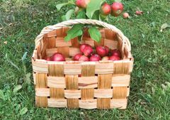Ylimääräiset omenat kannattaa jakaa halukkaille, vaikkapa somen välityksellä.