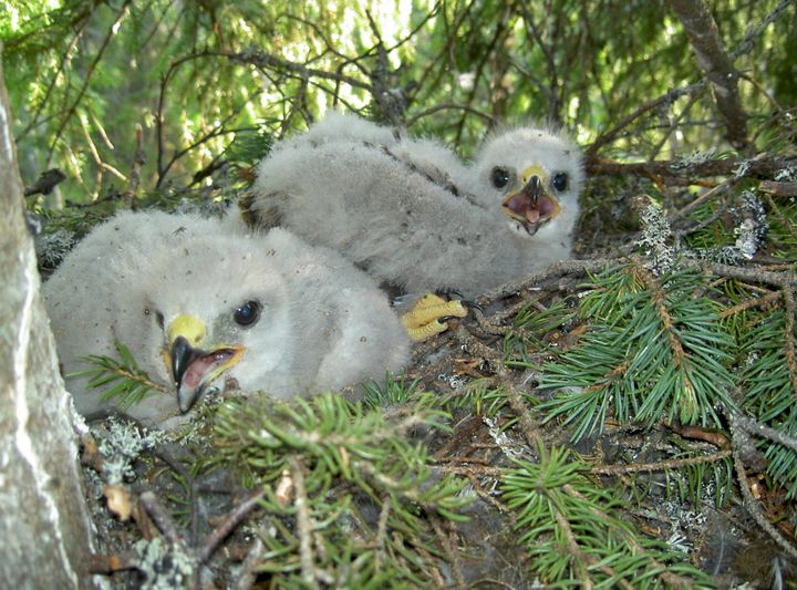 Hiirihaukan poikaset (Kuva: Jani Suua, kuva julkaistavaksi uutisen yhteydessä, kuvaajan nimi mainittava)