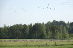 Vitkindad gås i Kiteenlahti under våren 2021. Bild: Ilkka Elo / NTM-centralen i Norra Karelen.