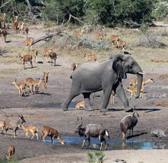 Savanninorsu (Loxodonta africana) Tembe Elephant Park-luonnonpuistossa Etelä-Afrikassa. Kuva: Enrico Di Minin.