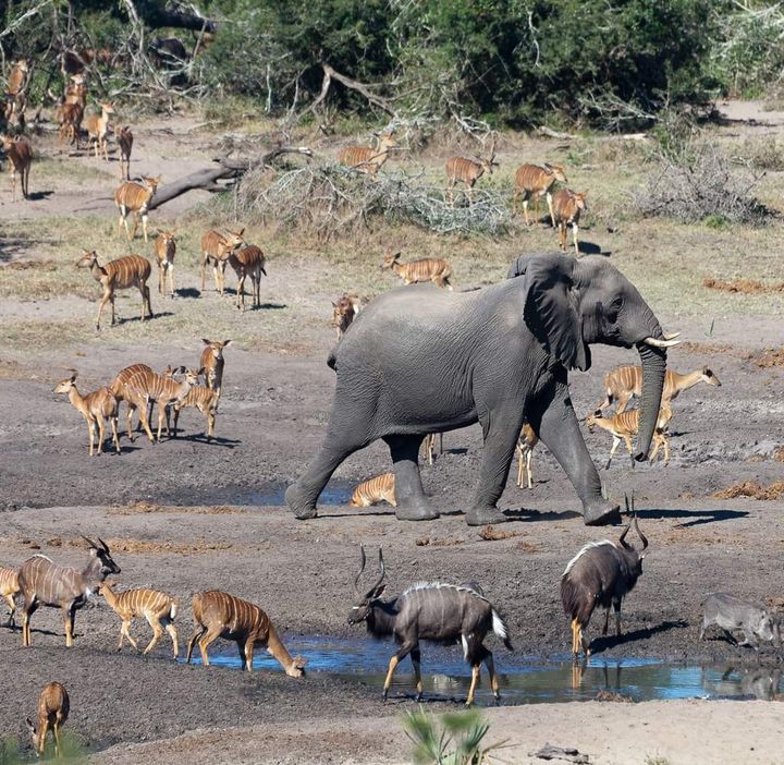 Savanninorsu (Loxodonta africana) Tembe Elephant Park-luonnonpuistossa Etelä-Afrikassa. Kuva: Enrico Di Minin.