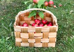 Omenasato kypsyy parhaillaan puutarhoissa.