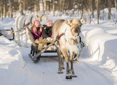 Kuva: Sea Lapland / Arkadia reindeer farm