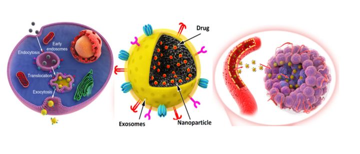 Yhdistämällä eksomeja keinotekoiseen nanomateriaaliin tutkijat ovat valjastaneet ne syöpälääkkeiden kuljettimiksi. Kuva: Santos Lab