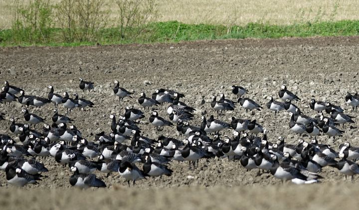 Valkoposkihanhia Värtsilässä 19.5.2021. Kuva: Ilkka Elo / Pohjois-Karjalan ELY-keskus.