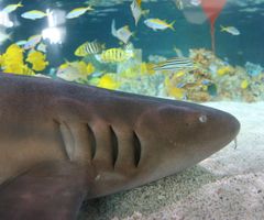 Nurse Shark Ben