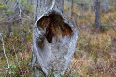 Luonto muovailee kauneimmat yksityiskohdat. Kuva Jouko Saastamoinen.