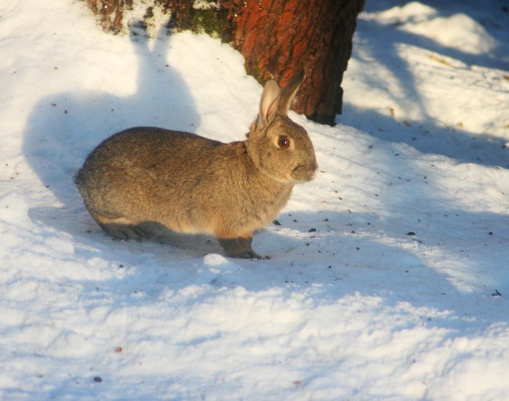 Kani on vieraslaji, joka on levinnyt pääkaupunkiseudulle (© Marko Pesu/Luomus)