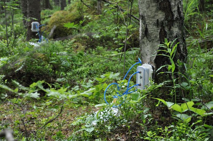 Puissa kiinni olevia mittauskammioita, joilla kasvihuonekaasu N2O-päästöt mitattiin Hyytiälän SMEAR II -mittausasemalla. Kuva: Mari Pihlatie.