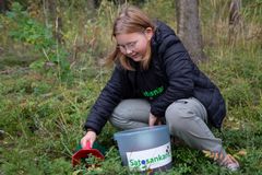 Satosankarit-marja-asemille keräsi ja toi myyntiin mustikkaa tai puolukkaa 407 nuorta, iältään 13–29-vuotiaita. Kuva: Tiina Rinne