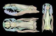 Tietokonekerroskuvaus Micrelaps-suvun käärmeiden kalloista. (Kuva: Jonathan Brecko)