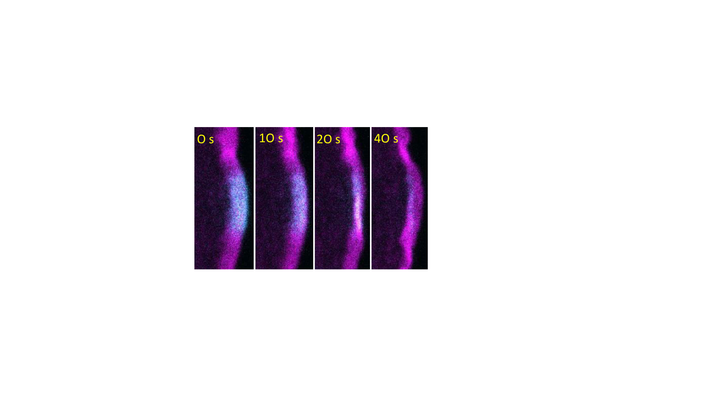 Twinfiliini-poistogeenisen solun etureuna kuvattuna eri aikapisteissä. Solun aktiini-tukiranka on visualisoitu ilmentämällä mCherry-LifeAct -proteiinia (violetti). Lisäksi solussa ilmenettiin fotoaktivoituvaa aktiinia (sininen), jonka himmeneminen paljastaa aktiini-säikeiden purkautumisnopeuden.Kuva: Lappalaisen tutkimusryhmä, Biotekniikan instituutti