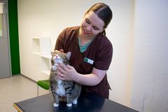 Eläinlääkäri Jutta Puomio saa Fia-kissan rentoutumaan, mikä tekee kissan tutkimisesta helpompaa.