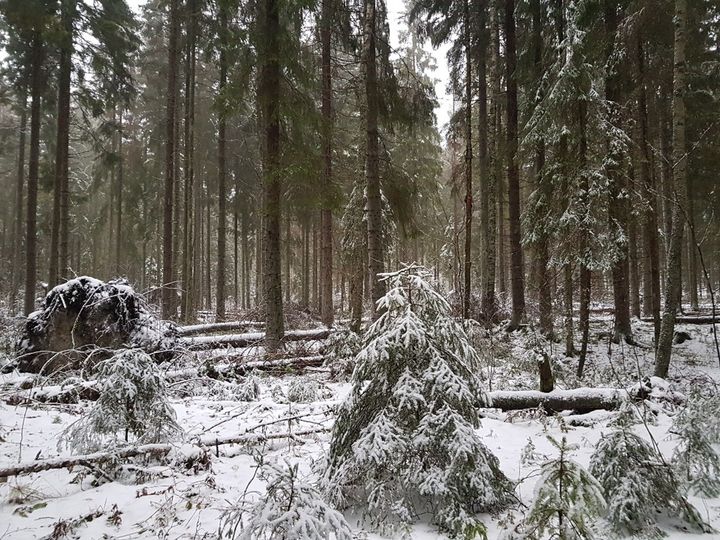 Skogen kring Hynkälampi är på sina håll i förhållandevis naturligt tillstånd. Foto taget i december 2021. Foto: Esbo stad.